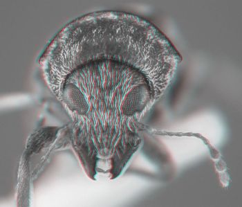 Media type: image;   Entomology 613514 Aspect: head 3D